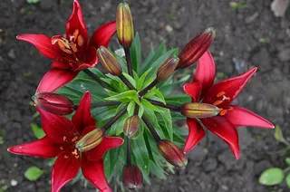 花朵 花束 植物 素材 (107)