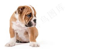 可爱的宠物小狗动物高清素材