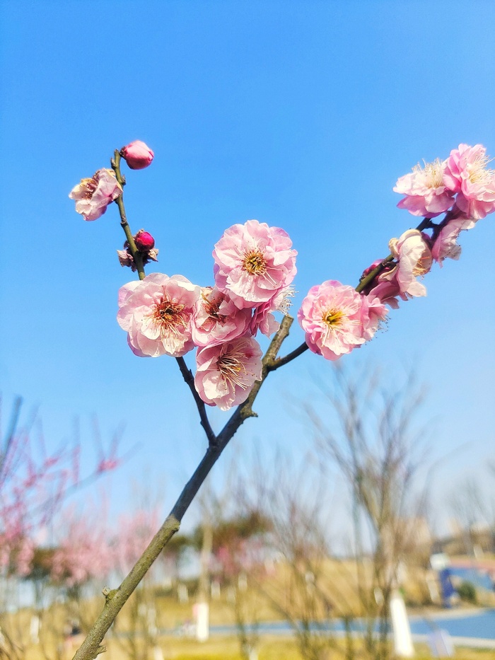 踏春遇到梅花