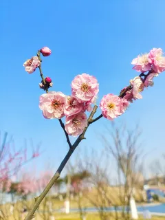 踏春遇到梅花 踏春遇到梅花