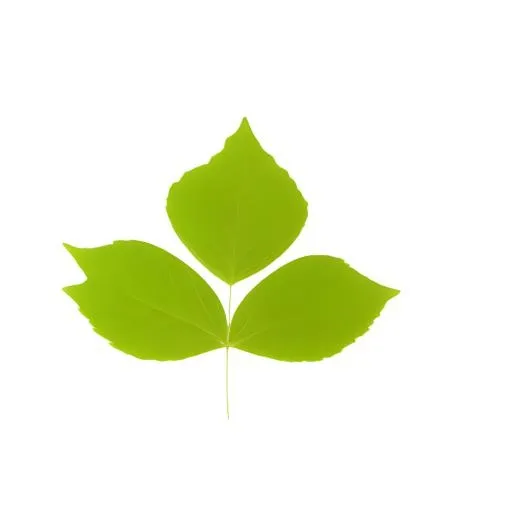 叶子树叶免抠(2048x2048)