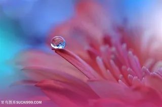 唯美高清水珠粉色鲜花图片