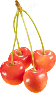 樱桃免抠素材 (33)