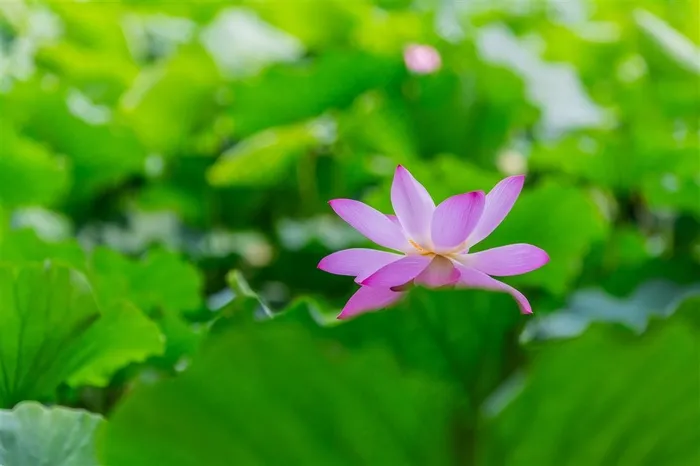 这里的荷塘静悄悄