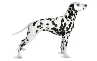 斑点狗 PNG免抠