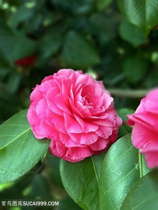 花 山茶花图片素材