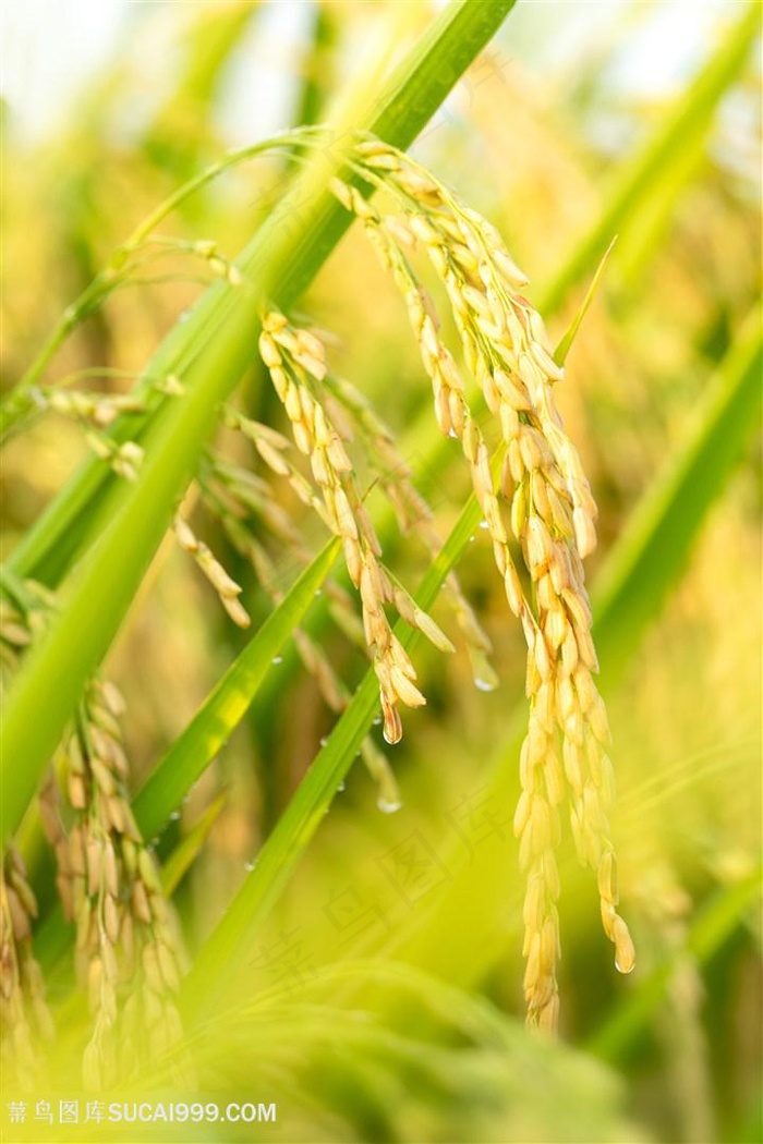 稻谷稻穗水稻