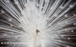 展翅的白孔雀摄影素材