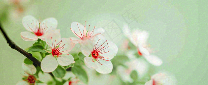 盛开的花朵立春，清新春天(1712x704)