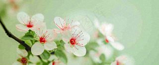 盛开的花朵立春，清新春天