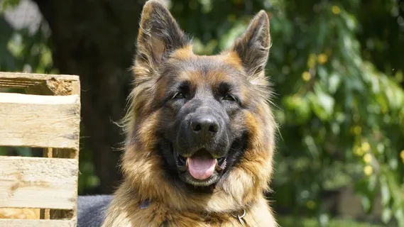 德国牧羊犬头部特写图片 德国牧羊犬头部特写图片