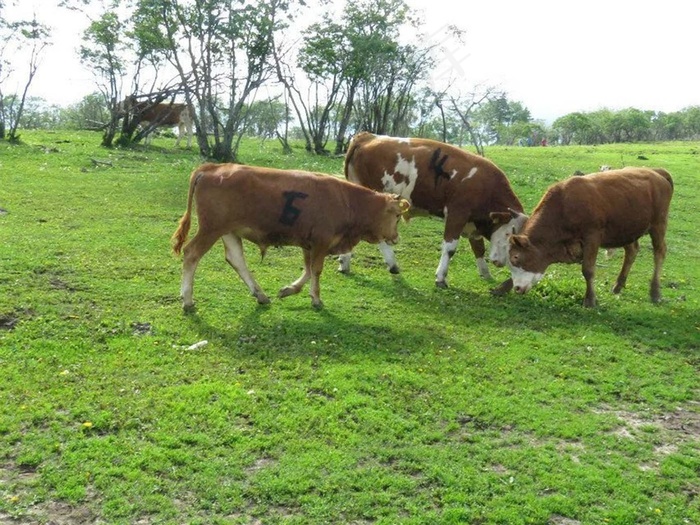 草地上三只正在吃草的黄牛
