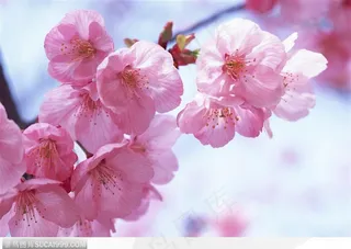 四季花木-一串美丽的梨花