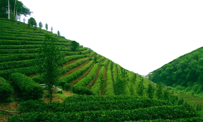 现代农业绿色茶园