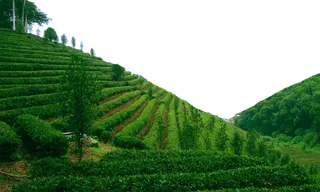 现代农业绿色茶园