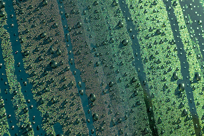 风景 露水 素材拍摄 (13)