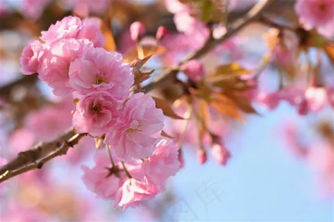 春天春季蓝天明媚阳光粉色樱花高清图片 春天春季蓝天明媚阳光粉色樱花高清图片