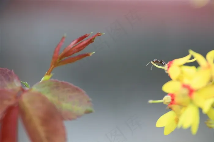 栾树花随拍高清壁纸