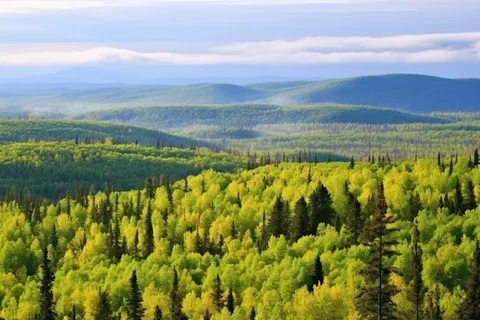 森林深处山川雾气环绕摄影图