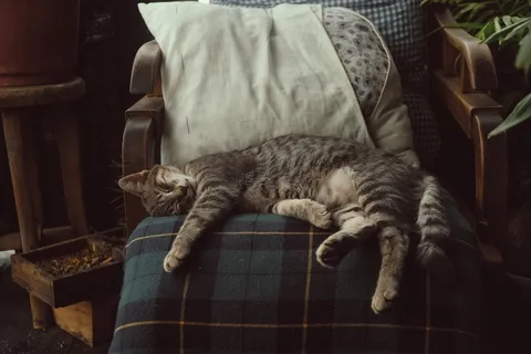 可爱猫咪猫猫摄影素材 可爱猫咪猫猫摄影素材