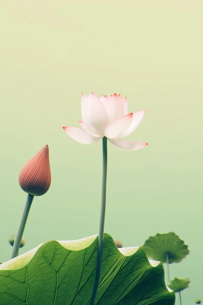 简约清新莲花背景(896x1344)