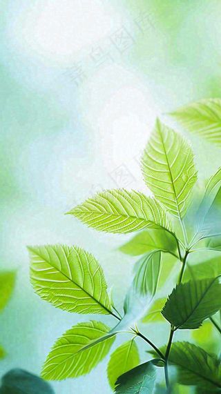 阳光明媚春天春意盎然嫩草，发芽，春分，立春摄影图