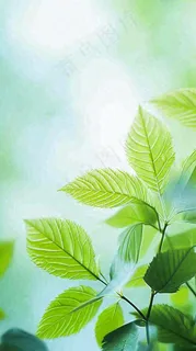 阳光明媚春天春意盎然嫩草,发芽,春分,立春摄影图 阳光明媚春天春意盎然嫩草,发芽,春分,立春摄影图