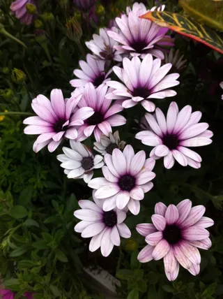 粉色菊花高清图片