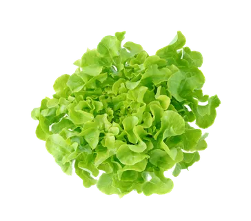 生菜 (46)超市商品白底图免抠实物摄影png格式图片透明底