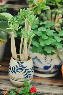 夏天天台绿植 夏天天台绿植