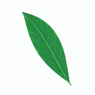 一片树叶png免抠