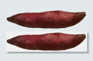 水洗烤红薯紫薯地瓜掰开花青素免抠实拍高清摄影元素素材