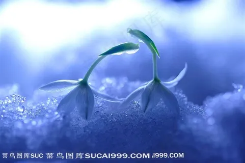 高清唯美冰上鲜花摄影图片 高清唯美冰上鲜花摄影图片