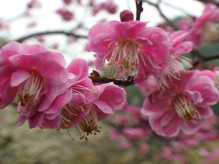 梅花盛开素材图片