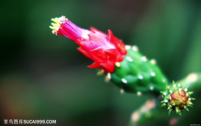 高清仙人掌果特写