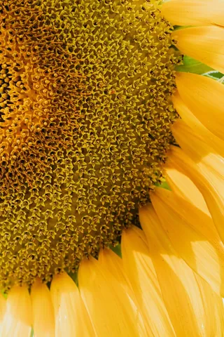 黄色向日葵摄影素材