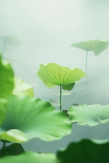 荷叶简约清新淡绿色背景 荷叶简约清新淡绿色背景
