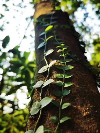 处暑山间户外徒步藤状植物