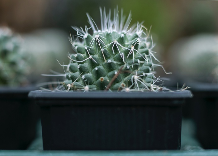 绿色仙人掌仙人球摄影素材