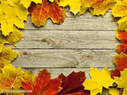 美丽的枫叶装饰背景