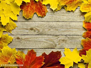 美丽的枫叶装饰背景