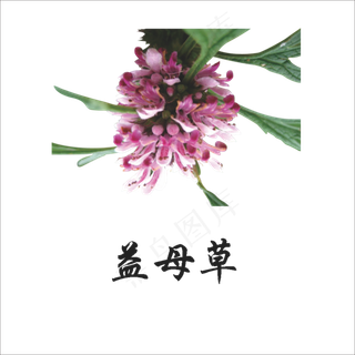 手绘草本中药药材益母草