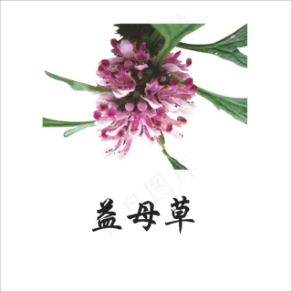 手绘草本中药药材益母草