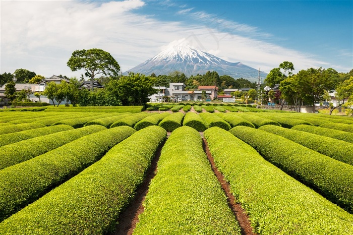 美丽的茶园景色