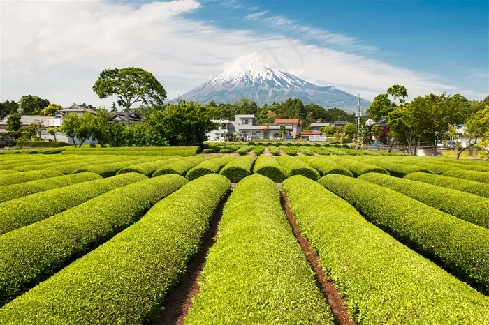 美丽的茶园景色