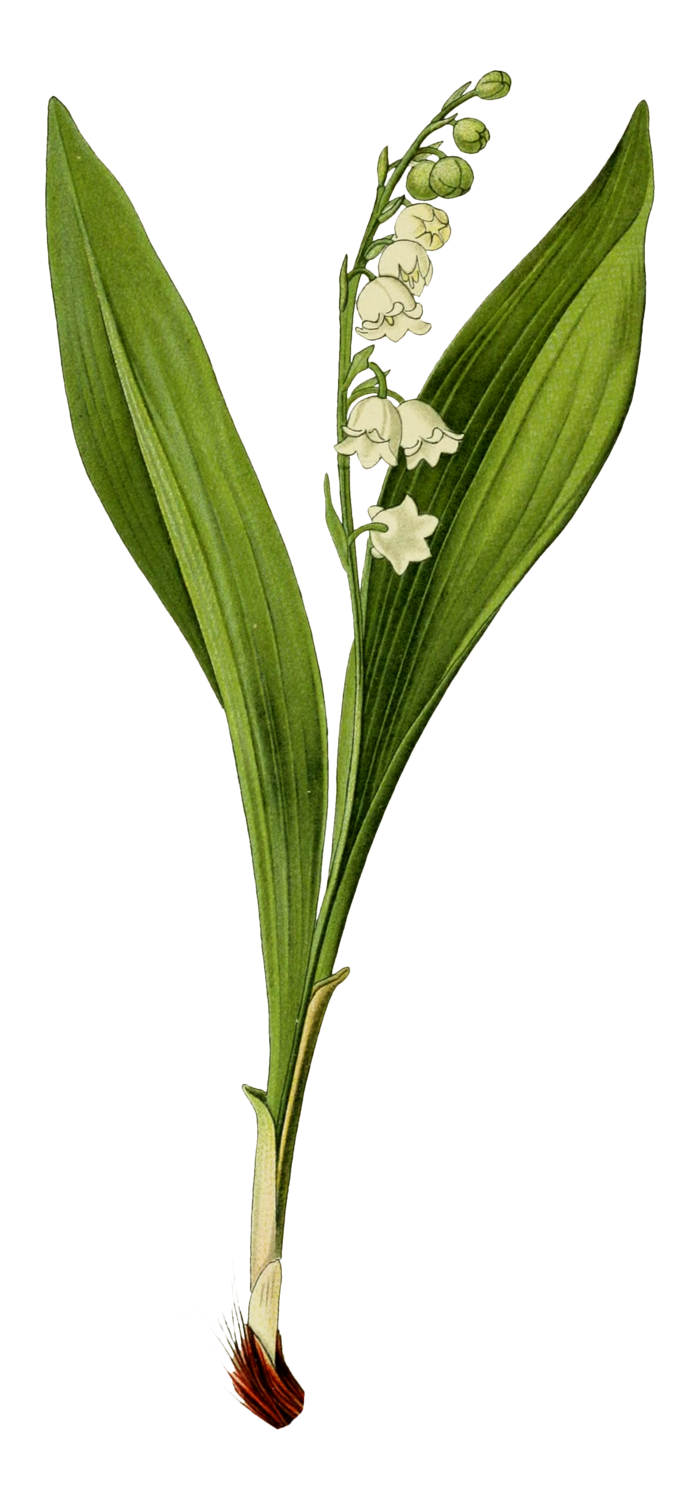 复古手绘植物花卉插画 免抠