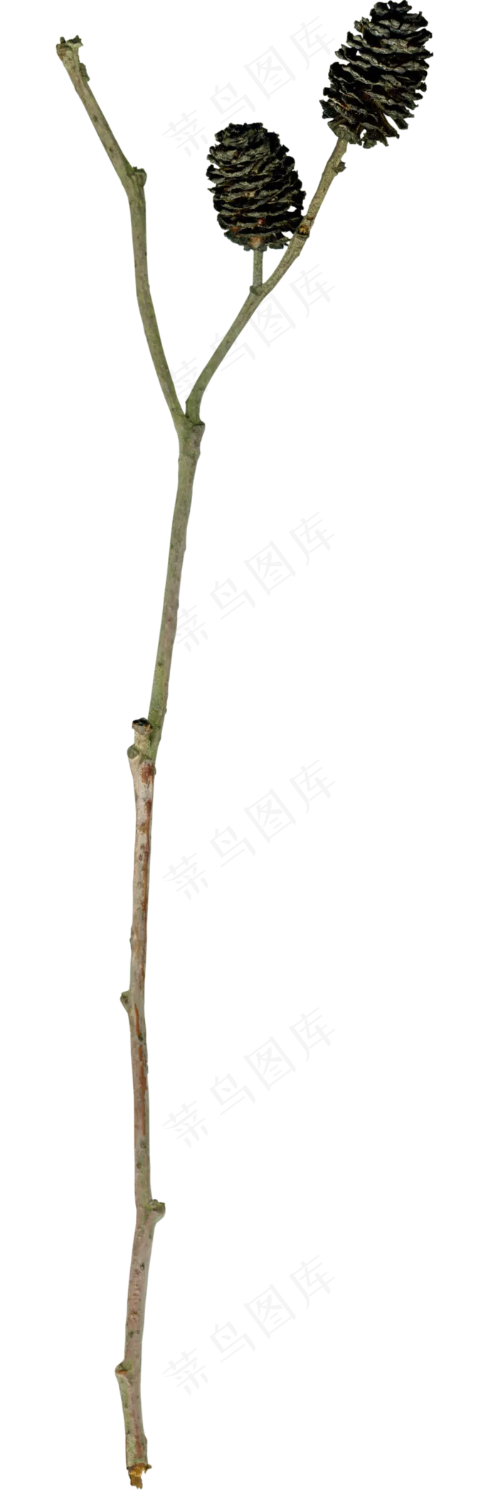 松塔　　　