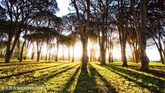 树林草地风景画壁纸
