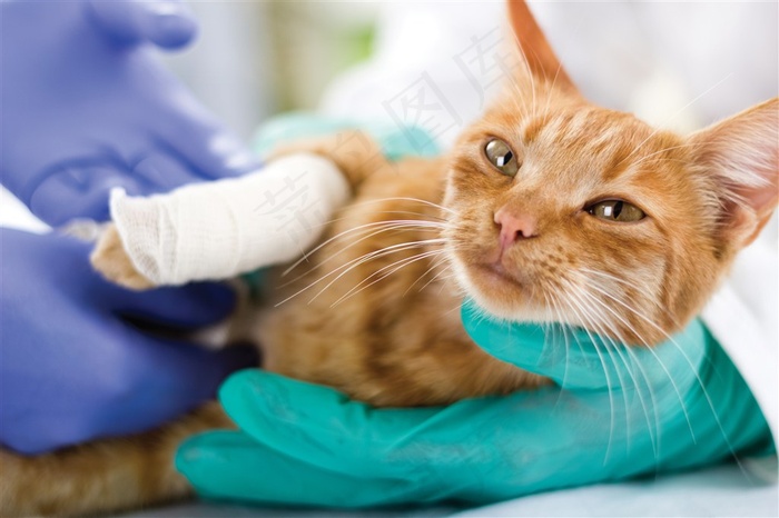 在接受腿部包扎的猫咪摄影