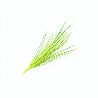 一支草png免抠